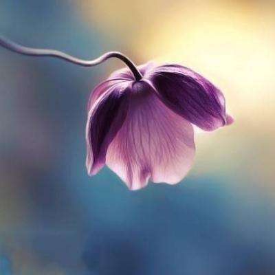 bat软件下载官方